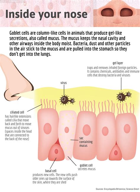 Acid Reflux Mucus Color - Infoupdate.org