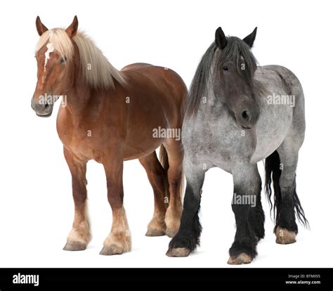 Belgian Heavy Horse Breeds