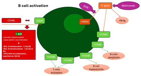 Pathological Mechanisms Involved in HIV-Associated Lymphomagenesis ...