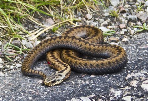 Image result for Adder Computer