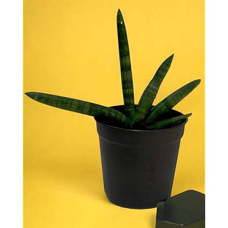 Amulya FARMS & NURSERY Air Purifying Indoor Cylindrica Boncel ...