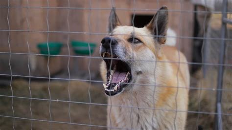 Angry Dog Barking In Cage Stock Footage SBV-338415872 - Storyblocks