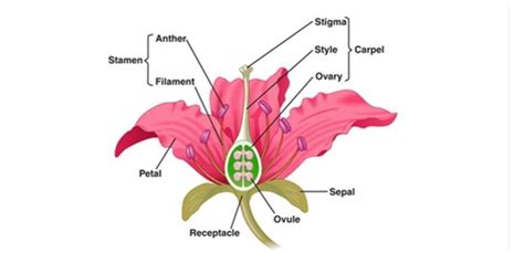 naatil evideya?what is sepal - Brainly.in