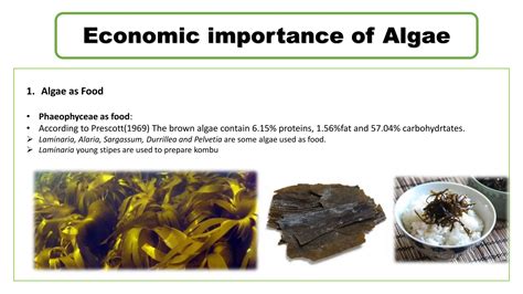 IMPORTANCE OF ALGAE AND ITS BENIFITS.pptx