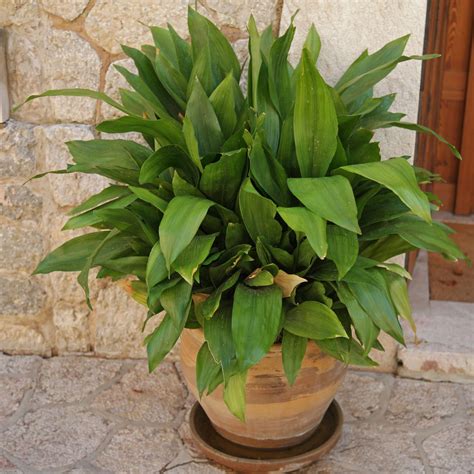 Aspidistra elatior