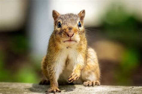 How Long Do Squirrels Live? – pestinformer.com