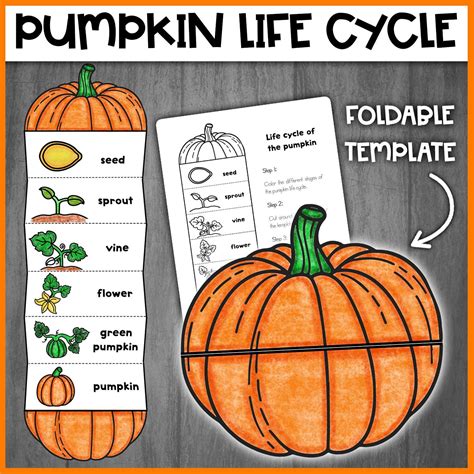 Life Cycle Of Pumpkins Worksheet Free Life Cycle Of A Pumpkin