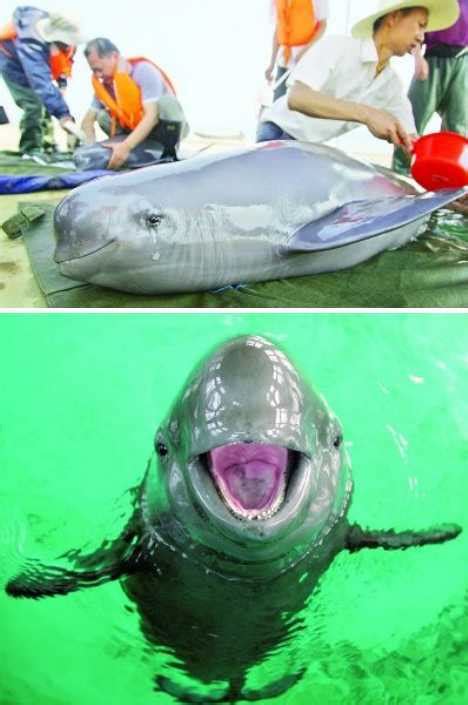 盘点动物咧嘴大笑可爱表情：鲨鱼会“微笑”(图)(1)_科学探索_光明网-搜狐滚动