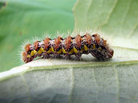 Do Caterpillars Bite or Sting?