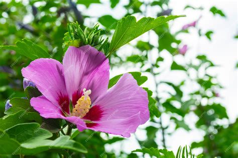 Purple Hibiscus Flower