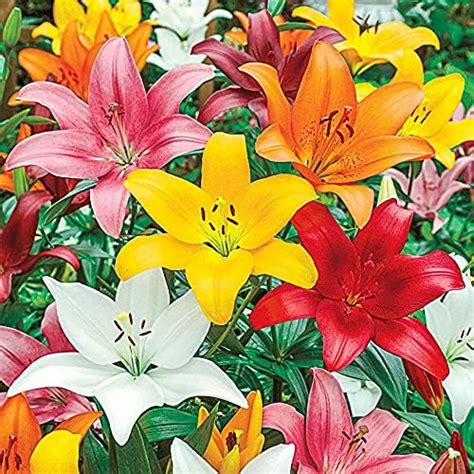 Kraft Seeds Amaryllis Lily Flowering Bulbs (Multicolor, 11 Bulbs ...
