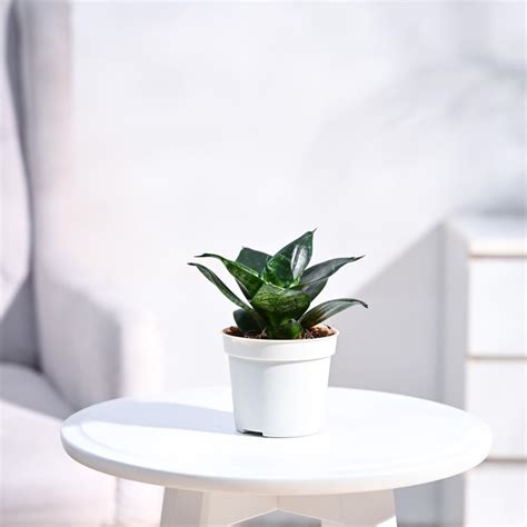 Ugaoo Sansevieria Green Air Purifier Snake Plant with Self Watering Pot ...
