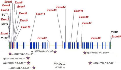 Differential Methylation of Telomere-Related Genes Is Associated with ...