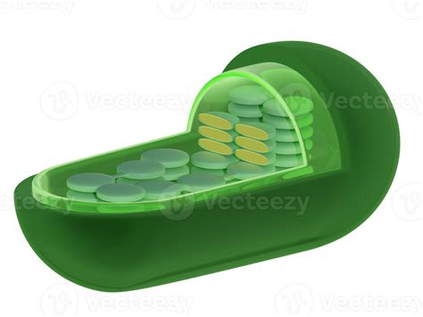 Chloroplast Structure No Labels