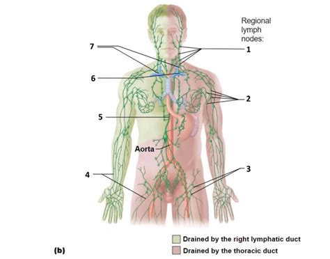 Image result for Lymphatic Trunks Function Diagram