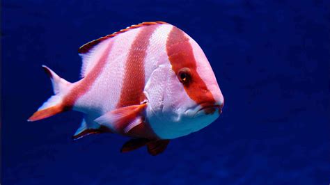 Image result for Snapper Animal