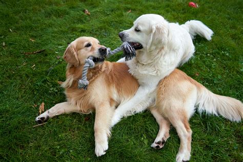 Professional Shaggy Dog Grooming Services