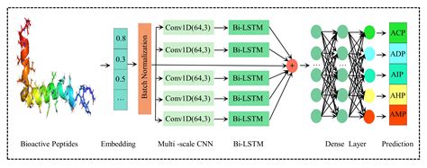 MPMABP: A CNN and Bi-LSTM-Based Method for Predicting Multi-Activities ...