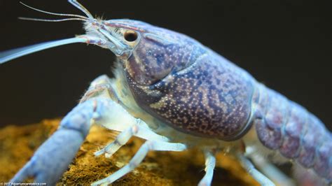Baby Lobster For Fish Tank at Manuel Blount blog