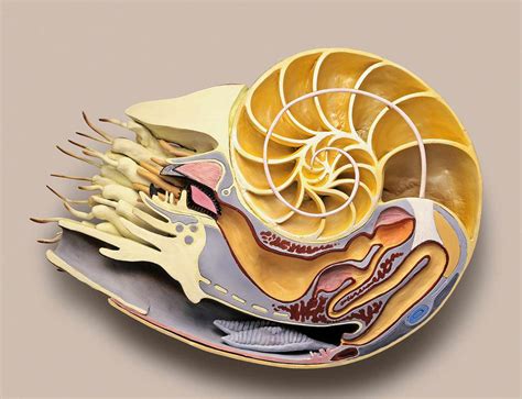 Can You Eat A Nautilus