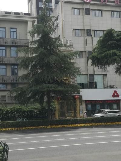 Urban Street: Tree - Dataset Ninja