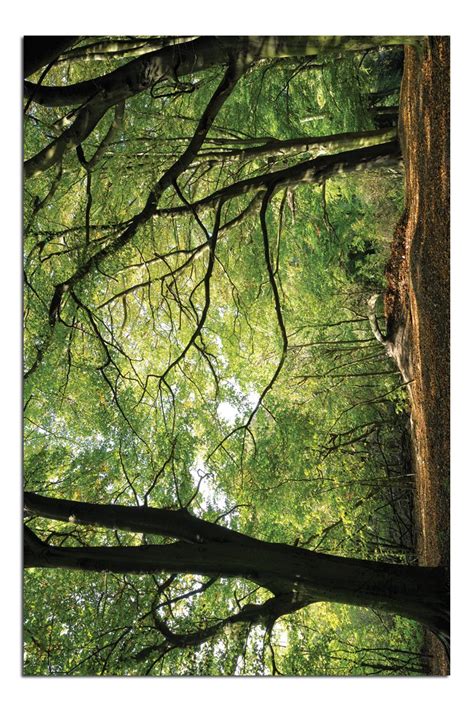 JP London Solvent Free Poster Art Print PAPM2217 Ready to Frame Forest ...