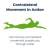 Image result for Contralateral Activities