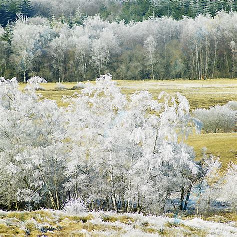 美丽白色树林高清图片下载-找素材