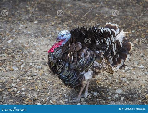 Wild Turkey Gobbling in Field Stock Image - Image of midwest, ohio ...