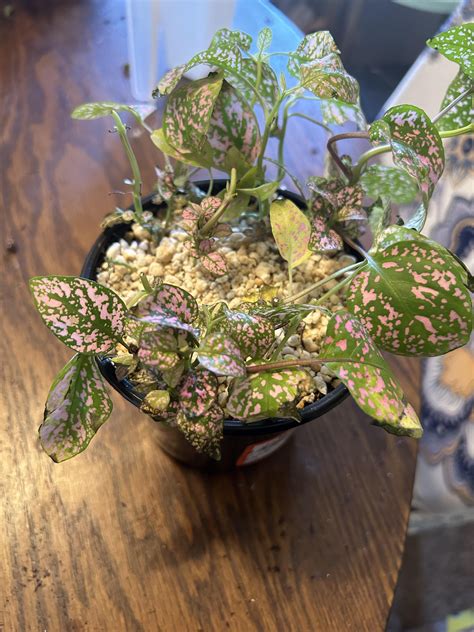 Pink Polka Dot Plant Looking Sad and Struggling : r/plantclinic