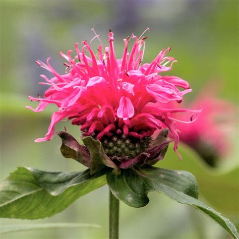Red Bee Balm