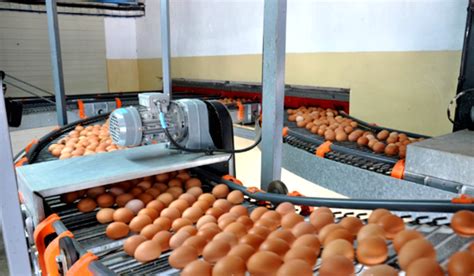 新疆博湖县合作社养鸡助农致富奔小康（图）|合作社|蛋鸡_凤凰资讯