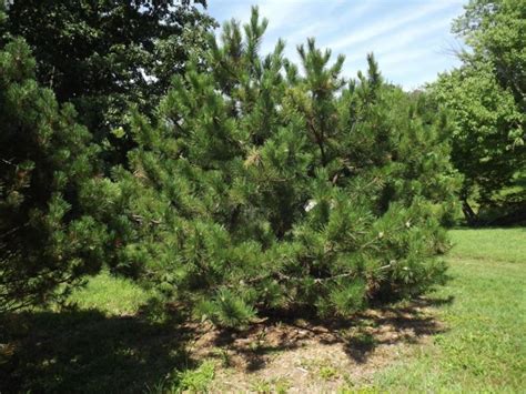 Pinus tabuliformis - Chinese pine, Chinese red pine | The Dawes Arboretum
