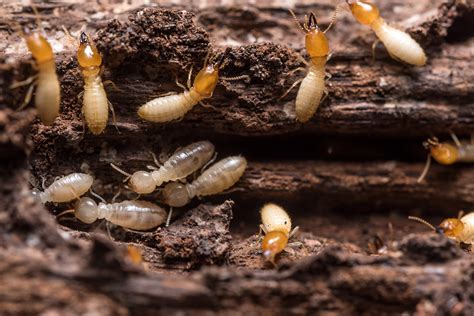 Image result for Termite Update
