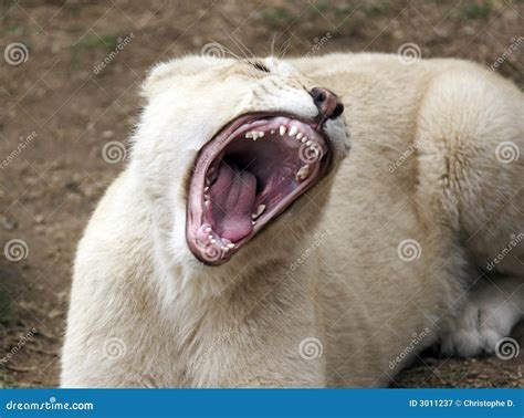 Lion jaws stock image. Image of outdoor, white, animal - 3011237