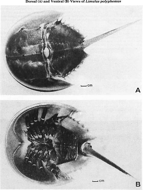 Figure 2 from The Limulus Amoebocyte Lysate Assay for Bacterial ...