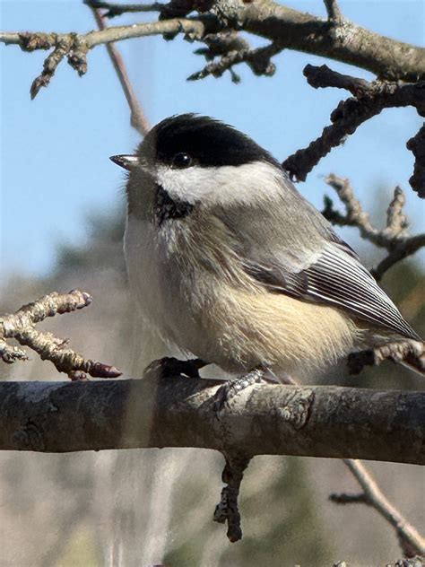 Maine state bird | BirdForum