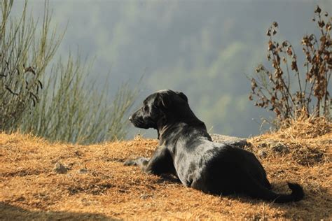 Information About Dogs 的图像结果