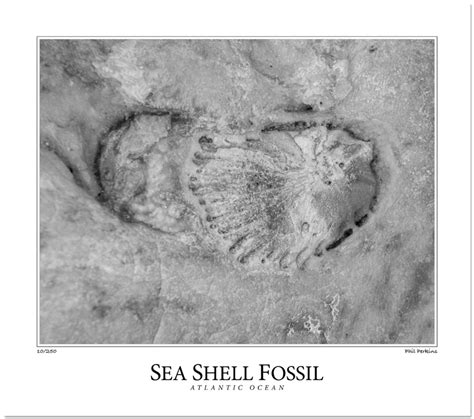 Image result for Sea Shell Fossil