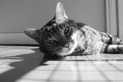 Image result for Grayscale Models