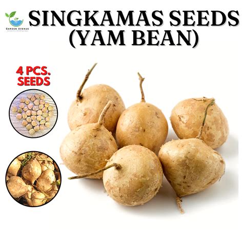 SINGKAMAS / TURNIP SEEDS (4 PCS SEEDS) - HYBRID/EASY TO GROW/EASY TO ...