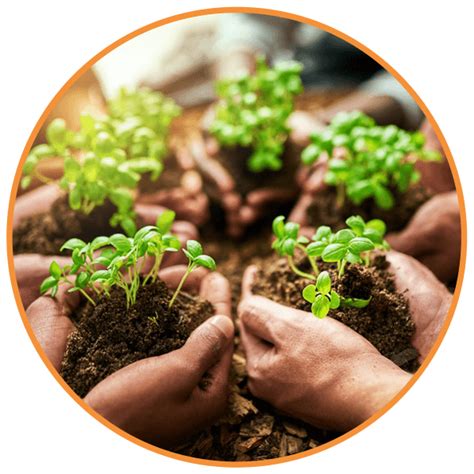 Buy Desi seeds online | Vegetable seeds, Flower seeds online, Grow Bag ...