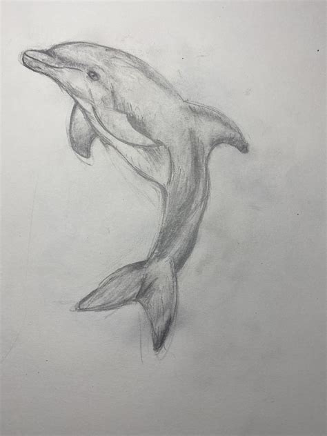 Dolphin Drawing