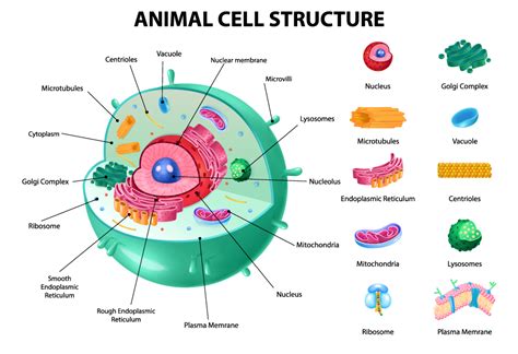 Biology Cell Structure 的图像结果