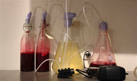 Traditional Biotechnology 的图像结果