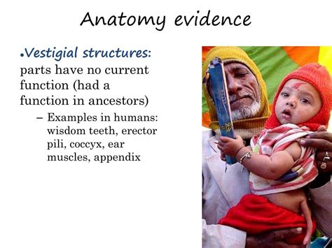 Evidence of Evolution 的图像结果