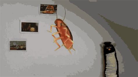 Flying Cockroach Meme 的图像结果