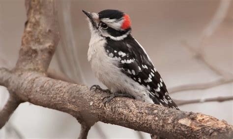 Which Birds Eat Ticks: The Natural Yard Defense Guide