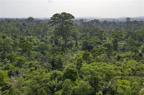 In Cameroon, Forests and Communities Need Each Other | Rainforest Alliance