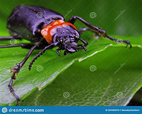 Black and Orange Beetle Restin on a Leaf in Narrow Focus Stock Photo ...